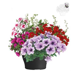 Bild von TP26 Patio Mix 3